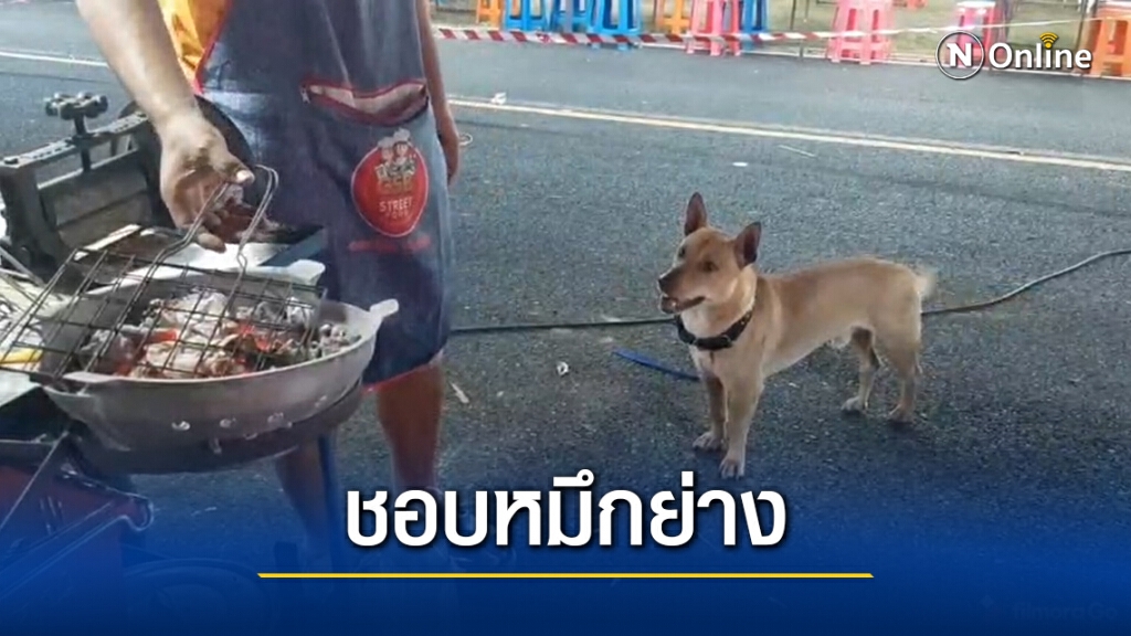 ดุ่กดุ๋ย สุนัขแสนรู้ รับจ๊อบช่วยเรียกลูกค้าเข้า ดุ่กดุ๋ย สุนัขแสนรู้ รับจ๊อบช่วยเรียกลูกค้าเข้า
