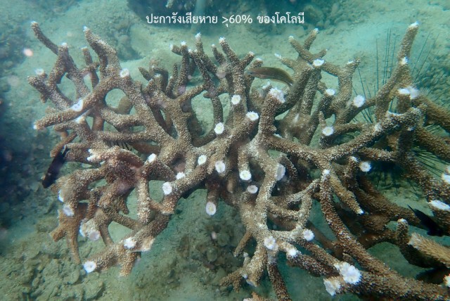 ทส.ตั้งทีมสอบสวนปะการัง เกาะทะลุ เสียหาย