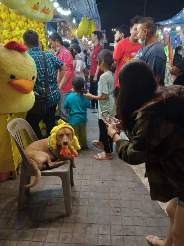 ดุ่กดุ๋ย สุนัขแสนรู้ รับจ๊อบช่วยเรียกลูกค้าเข้า