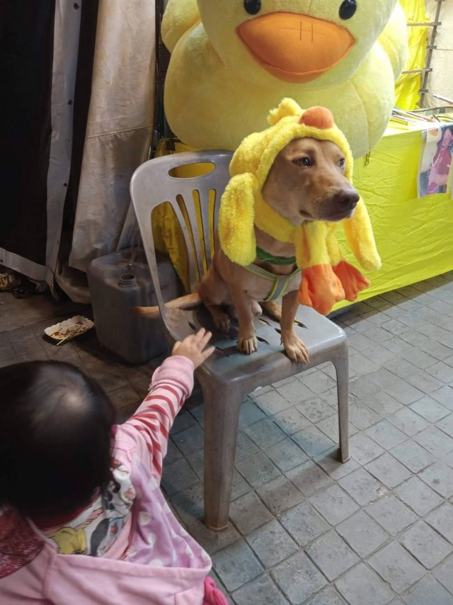 ดุ่กดุ๋ย สุนัขแสนรู้ รับจ๊อบช่วยเรียกลูกค้าเข้า