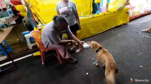 ดุ่กดุ๋ย สุนัขแสนรู้ รับจ๊อบช่วยเรียกลูกค้าเข้า