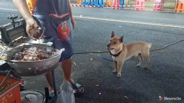 ดุ่กดุ๋ย สุนัขแสนรู้ รับจ๊อบช่วยเรียกลูกค้าเข้า