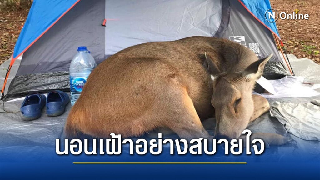 สุดน่ารัก!! "กวางป่าเขาใหญ่" นอนเฝ้าเต็นท์ให้นทท.