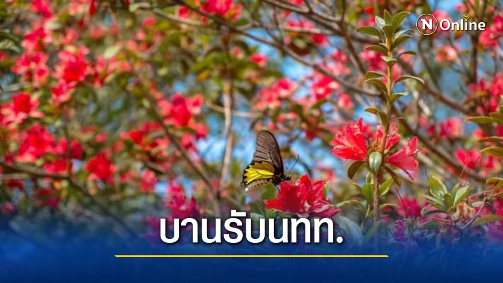 กุหลาบพันปีบานสะพรั่งบนยอดภูหลวง รอรับนทท.