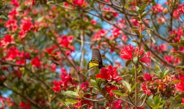 กุหลาบพันปีบานสะพรั่งบนยอดภูหลวง รอรับนทท.