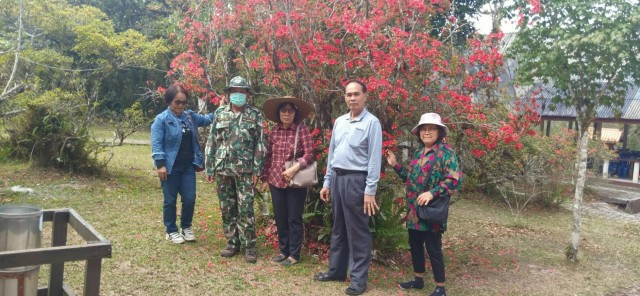 กุหลาบพันปีบานสะพรั่งบนยอดภูหลวง รอรับนทท.