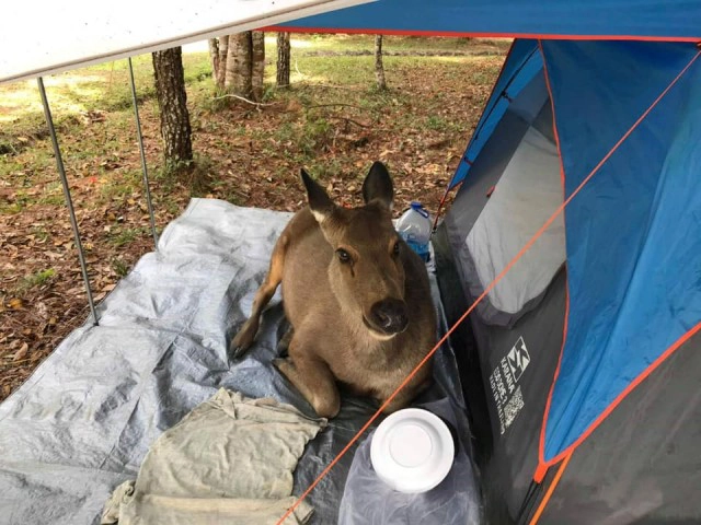 สุดน่ารัก!! "กวางป่าเขาใหญ่" นอนเฝ้าเต็นท์ให้นทท.