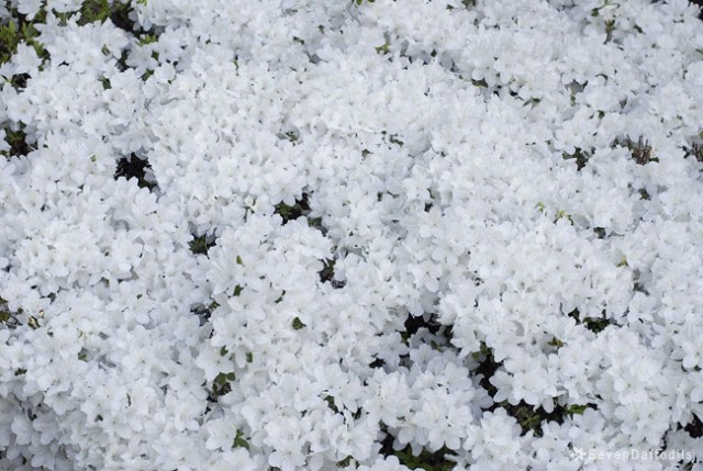 กุหลาบพันปีบานสะพรั่งบนยอดภูหลวง รอรับนทท.