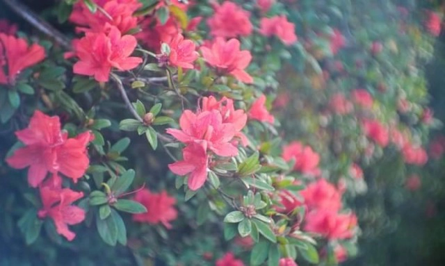 กุหลาบพันปีบานสะพรั่งบนยอดภูหลวง รอรับนทท.