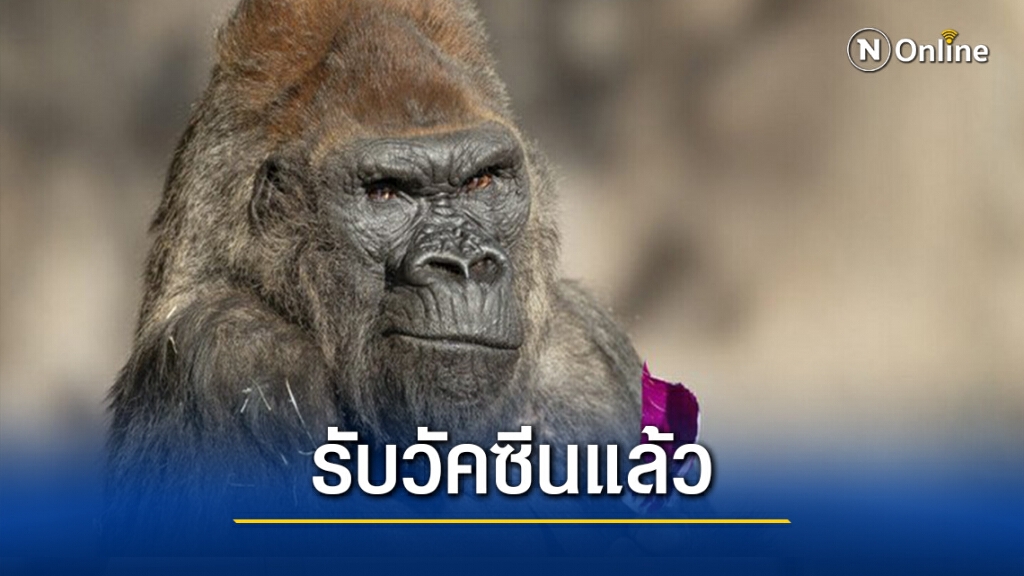 ‘9 ลิงใหญ่’ ในสวนสัตว์สหรัฐฯ ได้รับ ‘วัคซีนโควิด-19’ แล้ว ‘9 ลิงใหญ่’ ในสวนสัตว์สหรัฐฯ ได้รับ ‘วัคซีนโควิด-19’ แล้ว