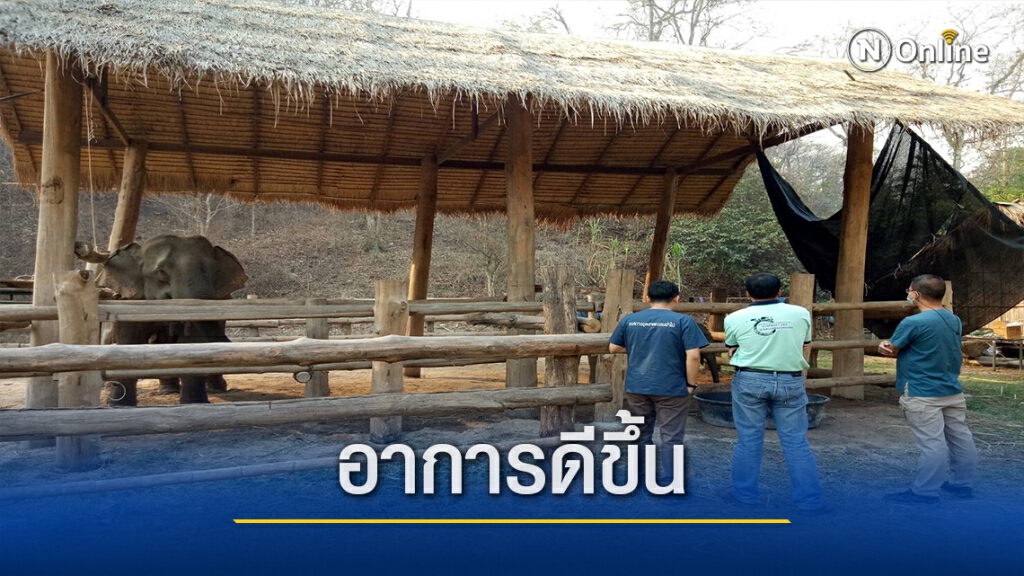 "ช้างอมก๋อย"กินสารเคมี อาการดีขึ้น