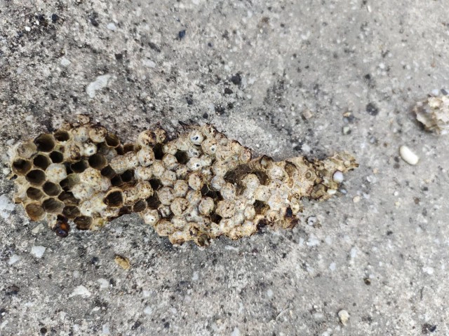 ครูสุดทน ฝูงแตนทำรังกว่า 20 รัง ต่อยนักเรียนบาดเจ็บ