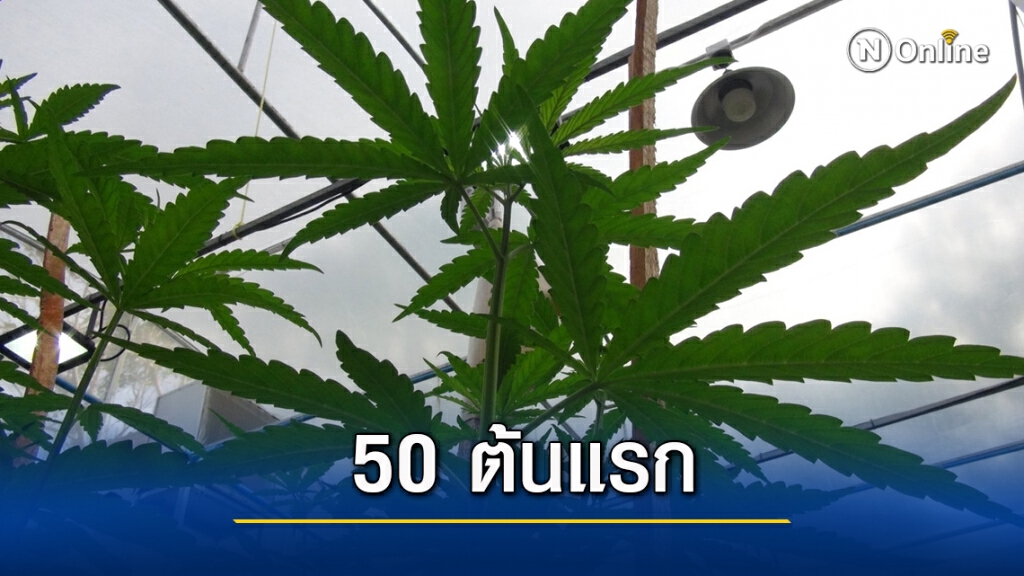 สตูลปลูกกัญชาทางการแพทย์สำเร็จเป็นแห่งที่ 2