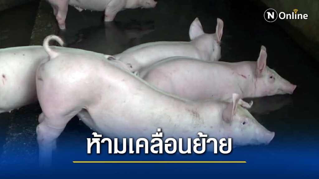 พบสุกรเป็นโรคระบาดตายแล้ว 15 ตัว พบสุกรเป็นโรคระบาดตายแล้ว 15 ตัว