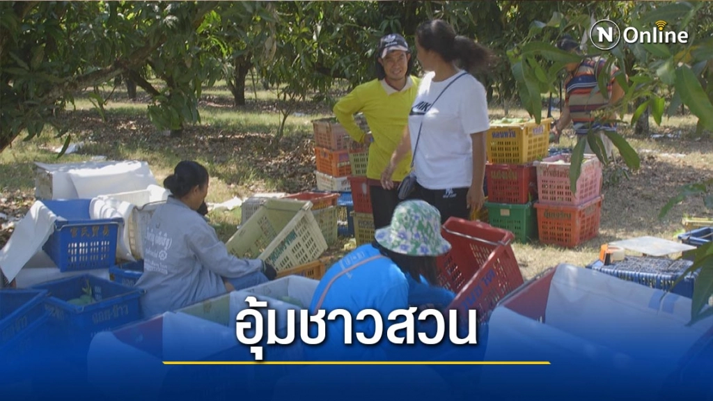 วอนรัฐอุ้มสวนมะม่วง-หวั่นปล่อยรกร้าง