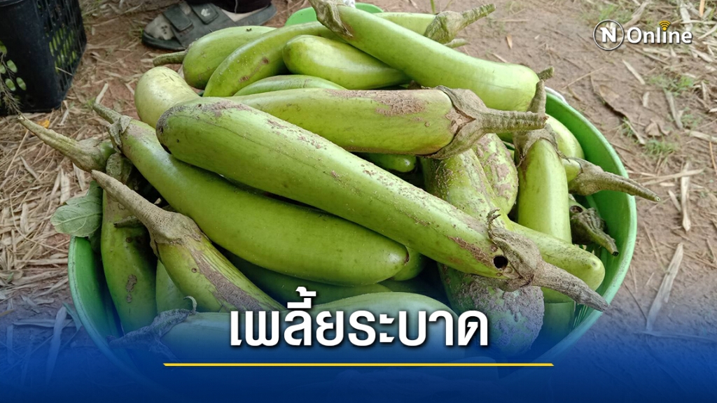 เกษตรกรทุกข์หนัก เจอโรคเพลี้ยระบาดในมะเขือยาว