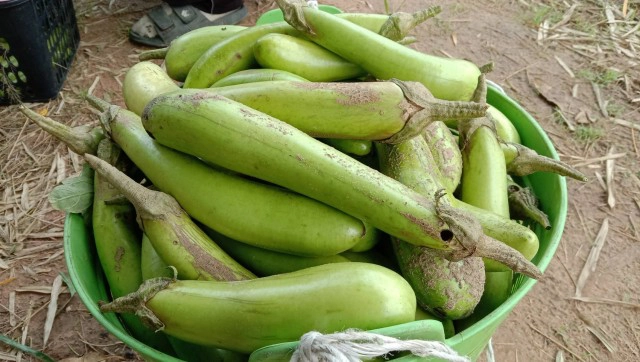 เกษตรกรทุกข์หนัก เจอโรคเพลี้ยระบาดในมะเขือยาว