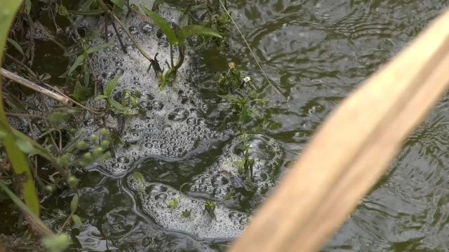 โวย โรงงานแป้งมัน ลักลอบปล่อยน้ำเสียลงห้วยลำเชียงไกร