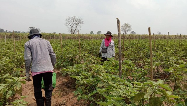 เกษตรกรทุกข์หนัก เจอโรคเพลี้ยระบาดในมะเขือยาว
