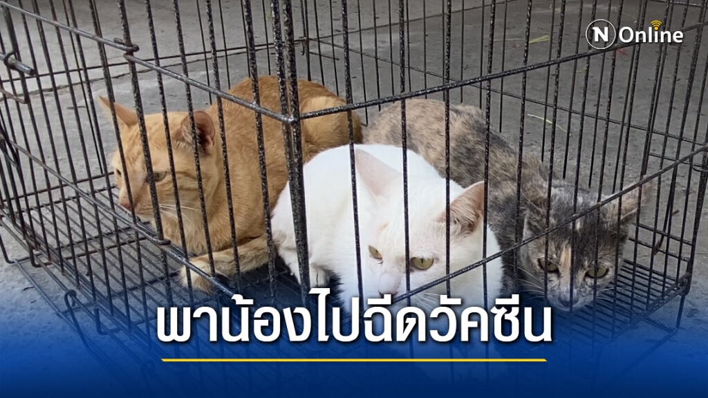 แห่นำสัตว์เลี้ยงฉีดวัคซีนป้องกันโรคพิษสุนัขบ้า แห่นำสัตว์เลี้ยงฉีดวัคซีนป้องกันโรคพิษสุนัขบ้า