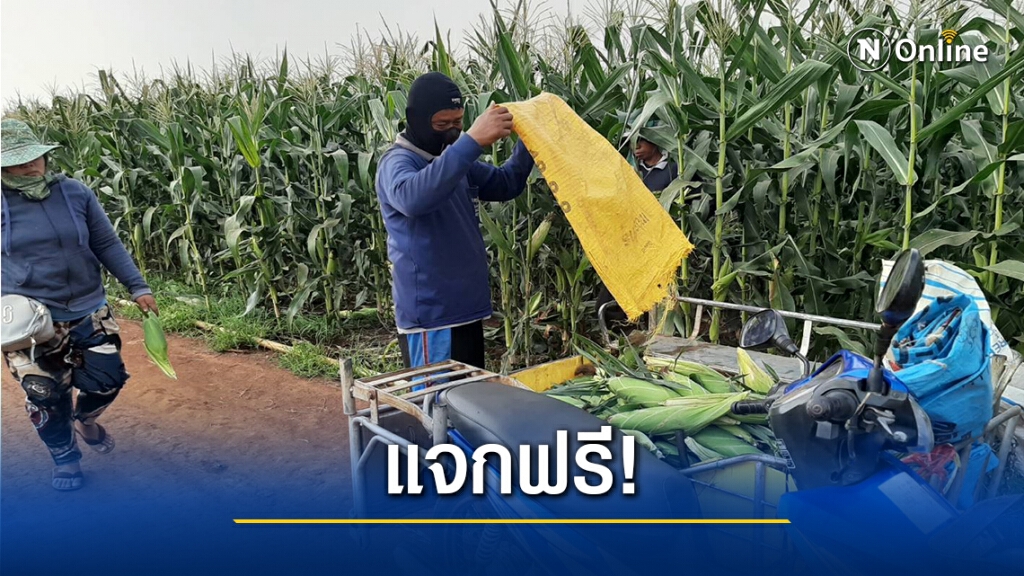 ชาวไร่ระทม!ข้าวโพดหวานไม่มีตลาดรับซื้อ ประกาศแจกฟรี