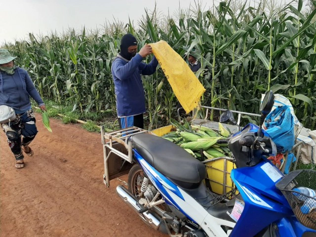 ชาวไร่ระทม!ข้าวโพดหวานไม่มีตลาดรับซื้อ ประกาศแจกฟรี