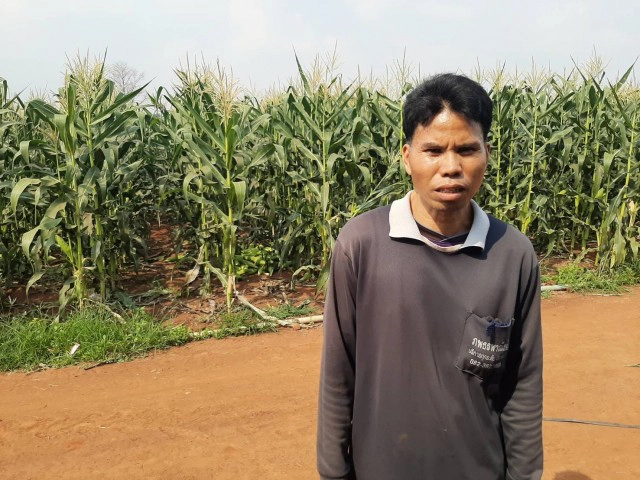 ชาวไร่ระทม!ข้าวโพดหวานไม่มีตลาดรับซื้อ ประกาศแจกฟรี