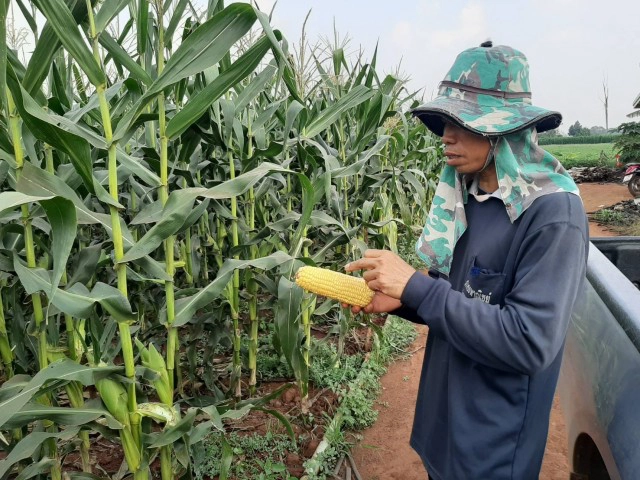 ชาวไร่ระทม!ข้าวโพดหวานไม่มีตลาดรับซื้อ ประกาศแจกฟรี