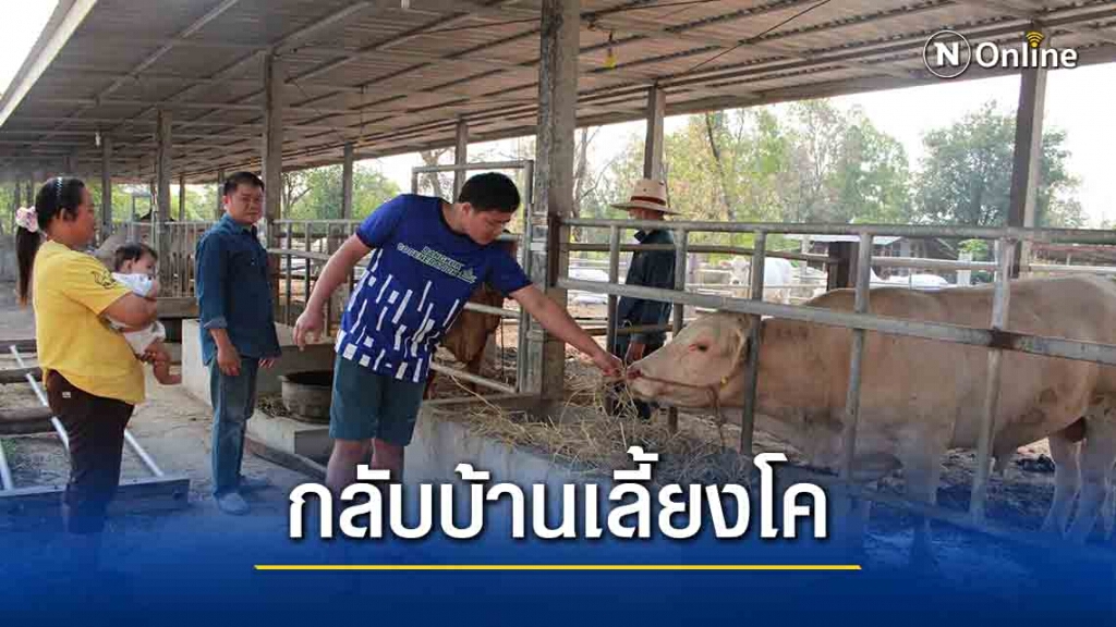 หนุ่มเจอพิษศก.กลับบ้านเลี้ยงโค30ตัวรายได้งาม