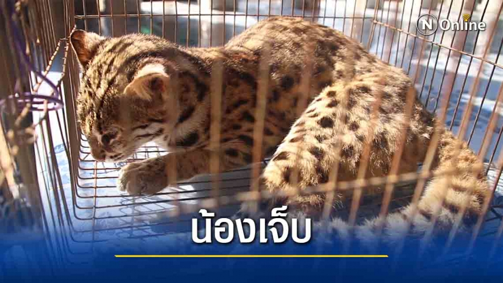 แมวดาวสัตว์ป่าคุ้มครอง โผล่วิ่งตัดหน้ารถถูกชนเจ็บหนัก