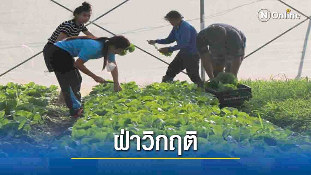 "บ้านเทอดชาติ"แหล่งปลูกผักอินทรีย์-ฝ่าวิกติโควิด