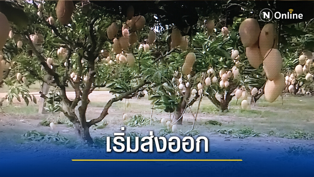 โควิดคลี่คลาย-เริ่มส่งออก"มะม่วง" โควิดคลี่คลาย-เริ่มส่งออก"มะม่วง"