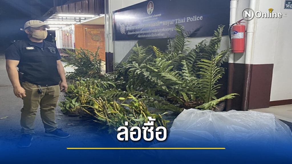 จับ 2 ลุงกับป้าขนกล้วยไม้ป่าขาย