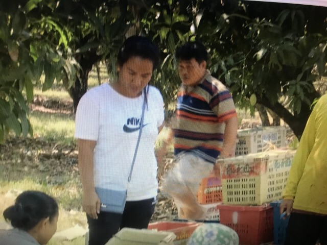 โควิดคลี่คลาย-เริ่มส่งออก"มะม่วง"