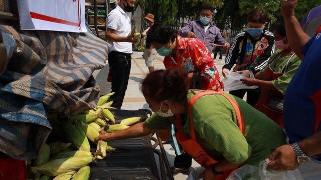 แจกข้าวโพดหวาน 50 ตันหลังราคาตกต่ำ
