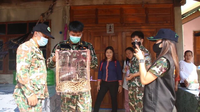 แมวดาวสัตว์ป่าคุ้มครอง โผล่วิ่งตัดหน้ารถถูกชนเจ็บหนัก