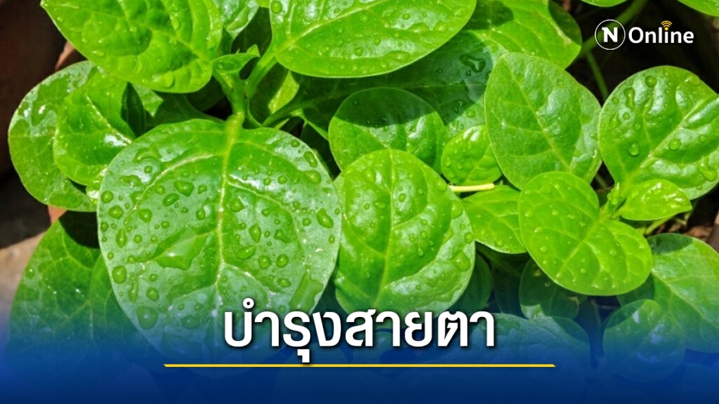 "ผักปลัง" สมุนไพรใกล้ตัว บำรุงสายตา ขับปัสสาวะ "ผักปลัง" สมุนไพรใกล้ตัว บำรุงสายตา ขับปัสสาวะ