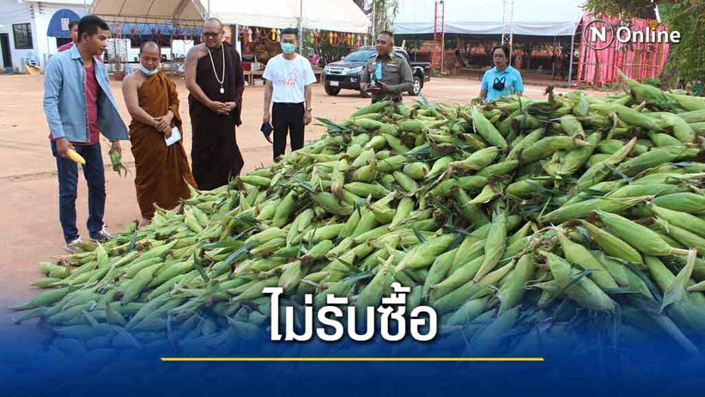 วัดดังโคราชเหมาข้าวโพดหวาน6ตัน ช่วยเกษตรกรแจกญาติโยม