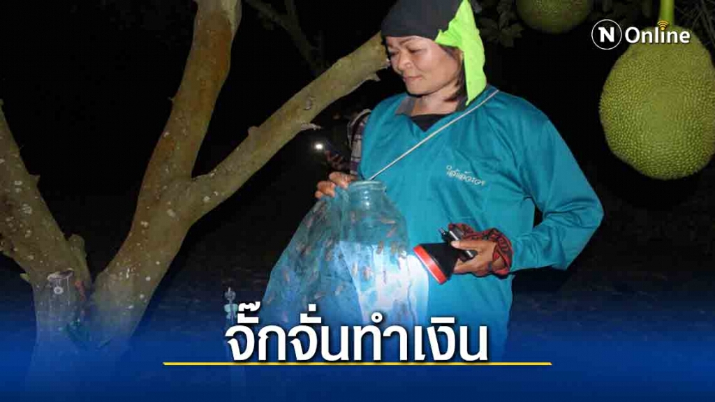 ตัวอ่อนจักจั่นทำเงิน สร้างรายได้เสริมให้ช่วงฤดูแล้ง ตัวอ่อนจักจั่นทำเงิน สร้างรายได้เสริมให้ช่วงฤดูแล้ง