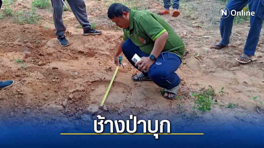 พบร่องรอยช้างป่าออกมาหากินในไร่มัน ได้รับความเสียหาย พบร่องรอยช้างป่าออกมาหากินในไร่มัน ได้รับความเสียหาย