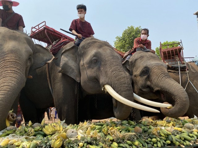 สีสัน! ช้างน้อย 3 ขวบกระโดดดีใจได้กินอาหารโต๊ะจีนในวันช้างไทย 