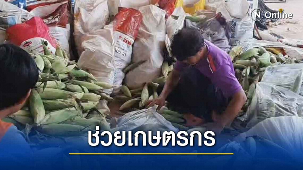 อบจ.โคราชหารือแก้ปัญหาราคาข้าวโพดตก รับซื้อ 3.50 บาท/กก.