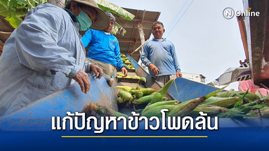 กลุ่มเกษตรกรใช้เครือข่ายกระจายข้าวโพดแก้ไขปัญหาราคาตกต่ำ