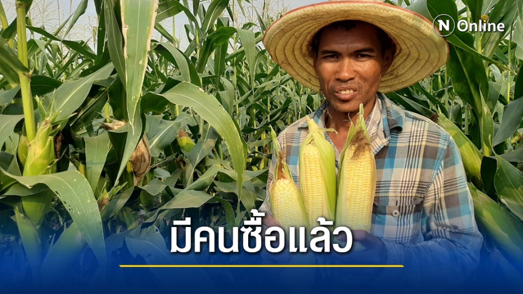 เร่งเก็บข้าวโพดหลังหน่วยงานรัฐเข้าช่วยกระจายสินค้า