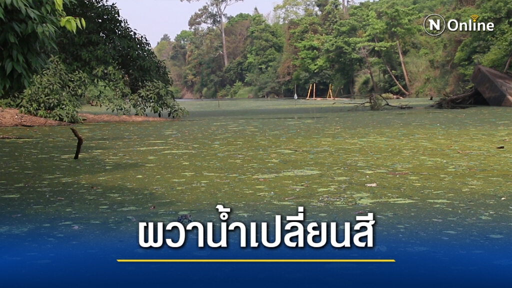 ชาวบ้านผวาไม่กล้าลงน้ำ หลังจากน้ำเป็นสีเขียวเต็มพื้นที่