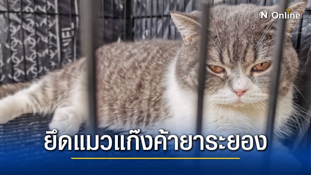 ปส.ยึด "เจ้าเหมียว" ของกลางแก๊งยาเสพติด "กุ๊กระยอง" รอประมูลขายทอดตลาด