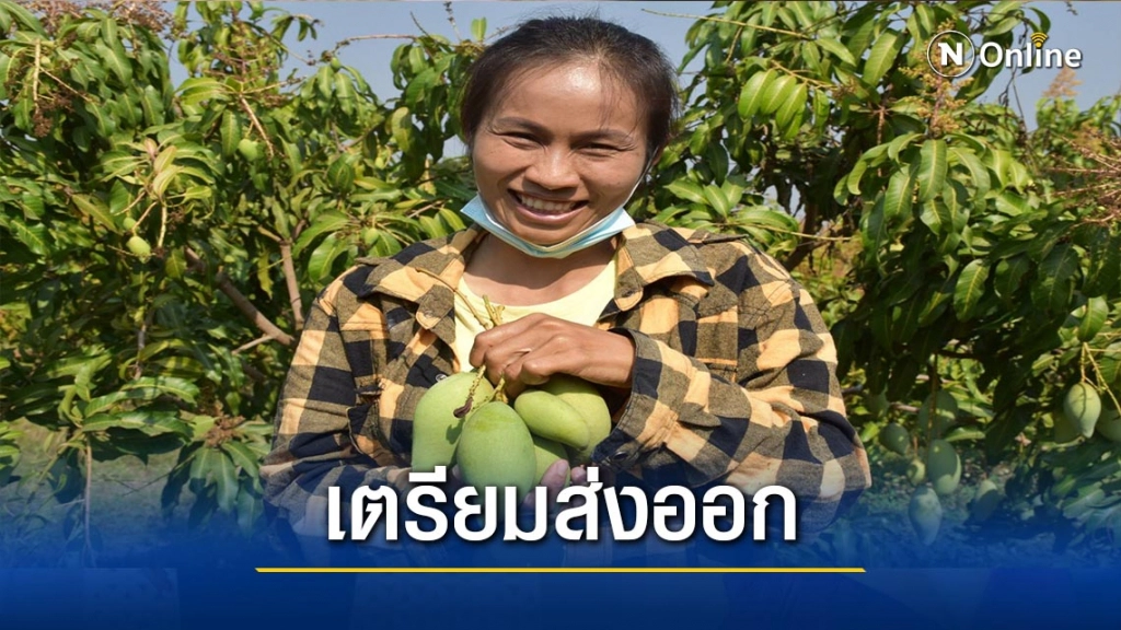 อดีตพนักงานบริษัท-ผันปลูกมะม่วงส่งออก