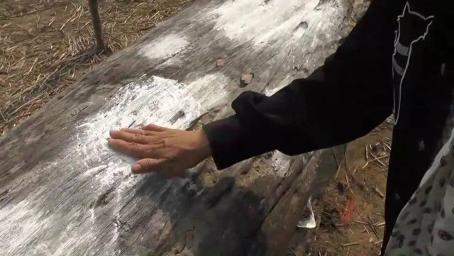 ชาวบ้านแห่ขอเลขเด็ดเจ้าแม่ตะเคียนทองยักษ์อายุพันปี