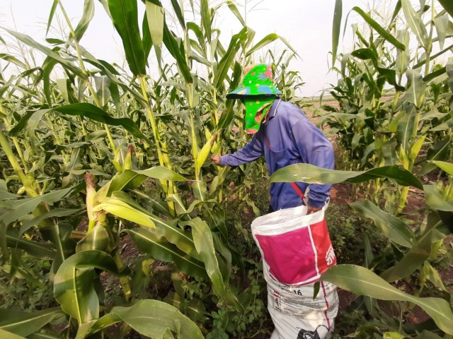 เร่งเก็บข้าวโพดหลังหน่วยงานรัฐเข้าช่วยกระจายสินค้า