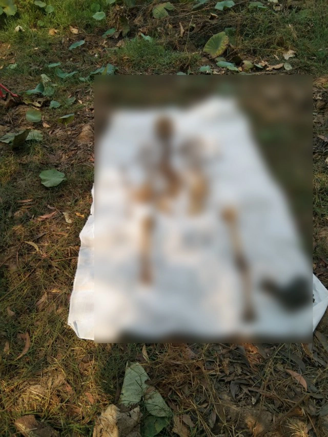 หนุ่มใหญ่ผงะหาดักหนู-แทงปลาไหล เจอหัวกระโหลก-กระดูกมนุษย์